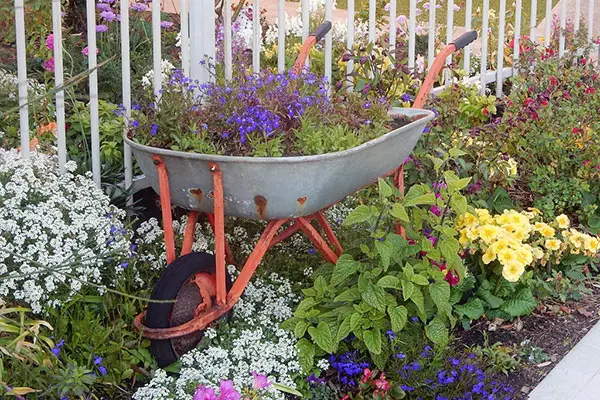 Wheelbarrow planted with flowers in a flower bed