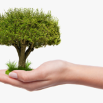 hand holding a miniature tree